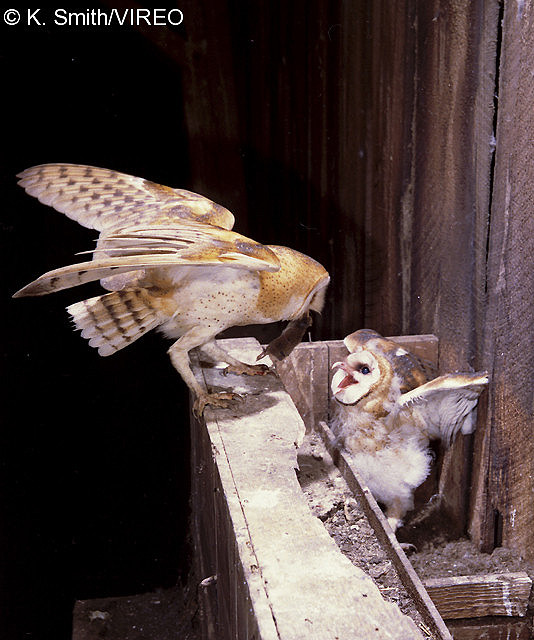 Barn Owl s72-12-005.jpg